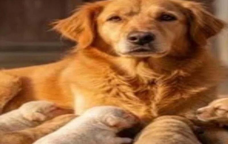 पिल्लों के जन्म पर बारह संस्कार कराए और पूरे गांव को भोजन कराया, ढोल ढमाके भी बजे