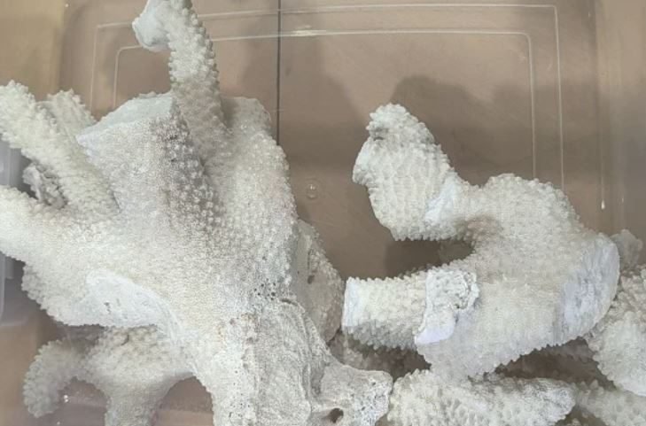 कोरल तस्करी का बड़ा भंडाफोड़…जमशेदपुर से 4 तस्कर पकड़े गए, लाखों का मूंगे बरामद!